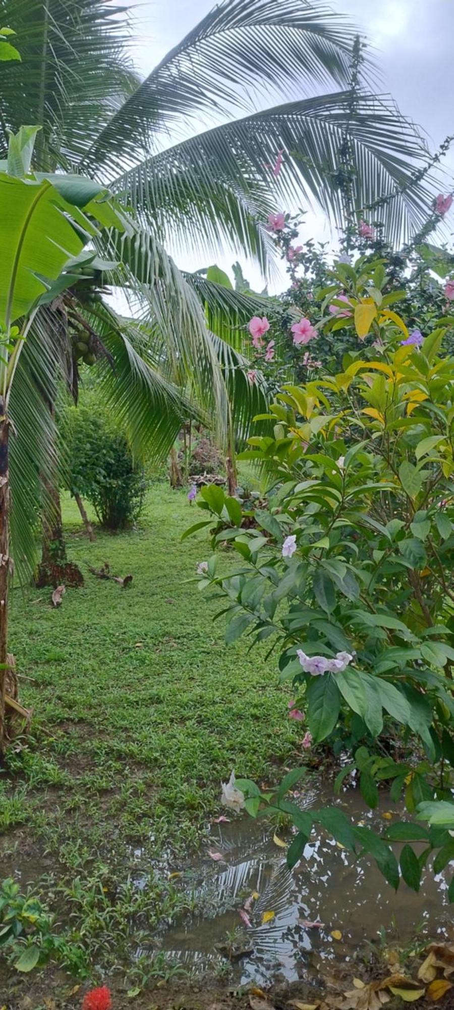 Casas y Cabinas Los Tucanes Cahuita Exterior foto