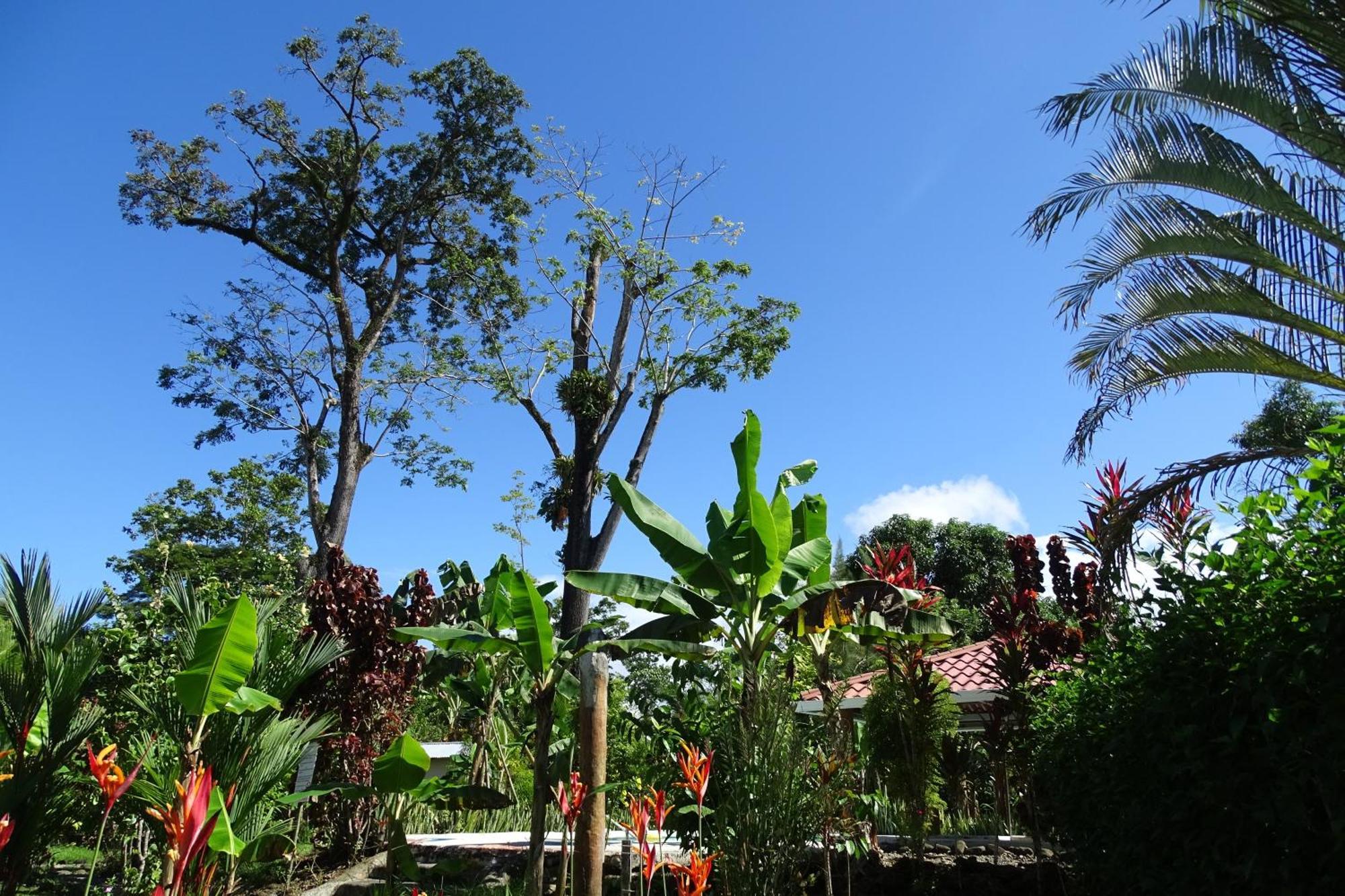 Casas y Cabinas Los Tucanes Cahuita Exterior foto